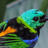 Lindo demais!!! -Saíra de 7 cores - Guaratuba, São Paulo - Brasil