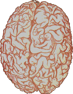 cerebro masculino