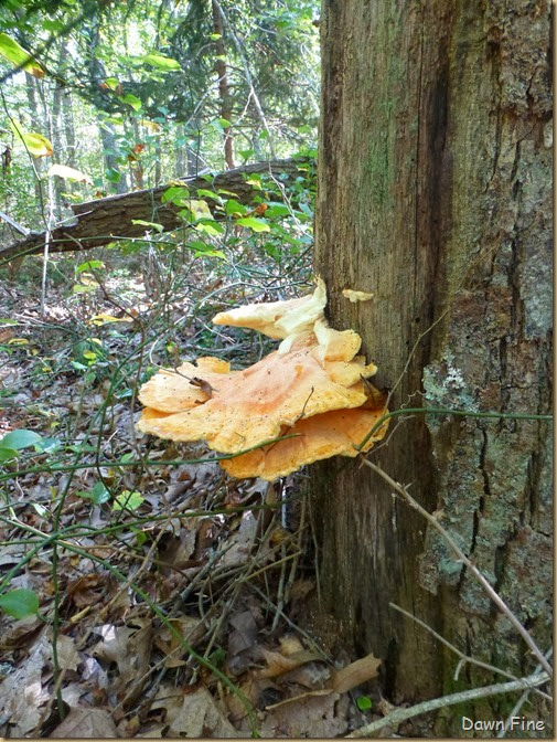 Mushroom festival_063