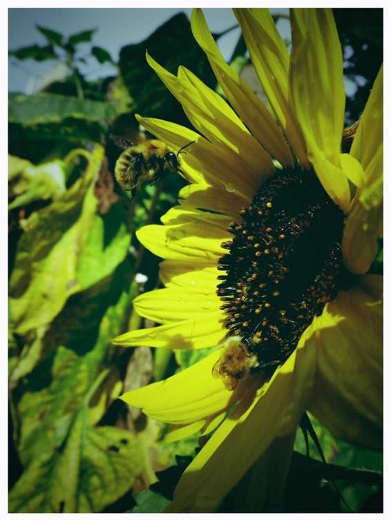 bee