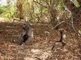 A baboon mom and baby, while another baby baboon is playing. Transition to Madagascar - 034.jpg