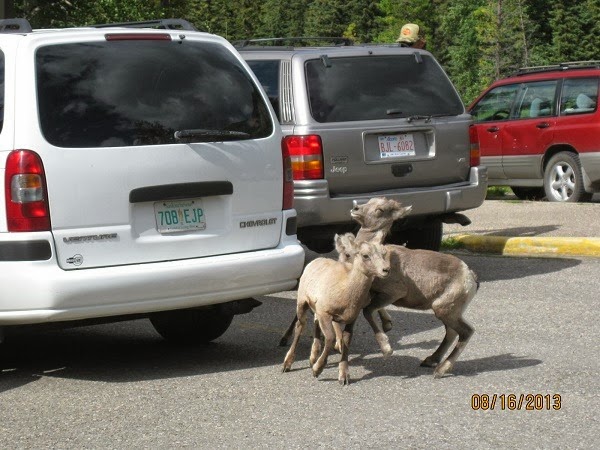 [Mountain-Goats-in-Jasper-National-Pa.jpg]