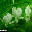 Dicentra spectabilis (Linn.) Lem. 荷包牡丹 (3).jpg