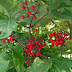 Sambucus%252520tigrani%25252c%252520tsaghkadzor%25252c%2525202012.07.16