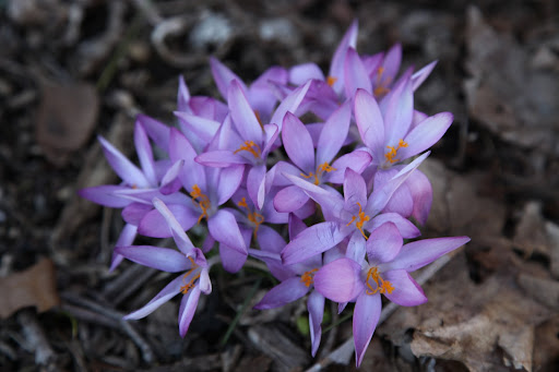 And just look at these crocus!