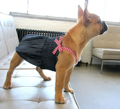 In her spare time, Georgia enjoys eating treats and staring out the window. This is the Denim Dress. In her spare time, Georgia enjoys eating treats and staring out the window. This is the Denim Dress.
