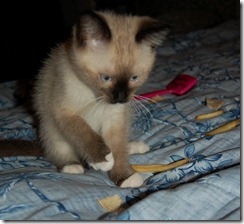 ziggy4