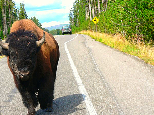 Yellowstone 134.JPG