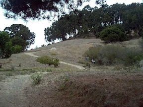F5C weed warriors began removing broom in a small way in 2006.