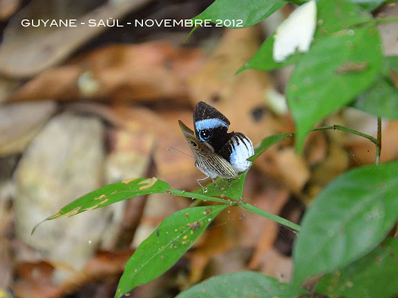 Mesosemia philocles philocles (LINNAEUS, 1758), mâle. Saül, novembre 2012. Photo : M. Belloin