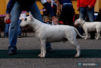 Bullworld Cool Bull