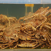 hokkaido_718.jpg