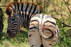 En zebra med krølle på halen.