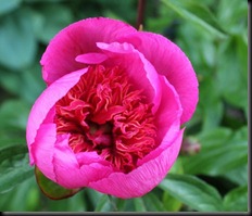 Raspberry Rose 7.6.12 - web