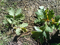 DSC00172.JPG