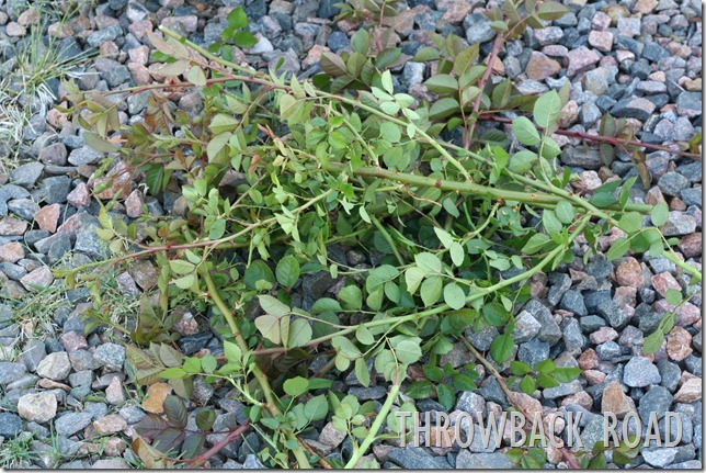 rose bush 016