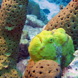 Bonaire 2007