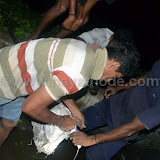 Udumbu at Nayathode 2.JPG