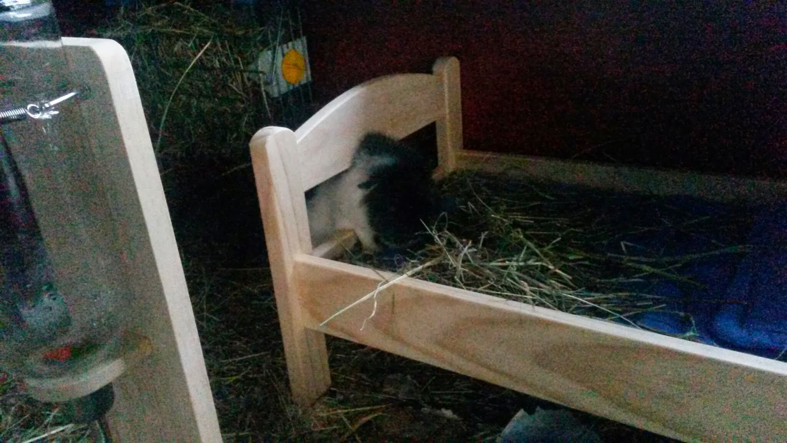 Undercover Guinea Pigs Cage Essentials