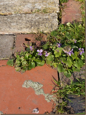 garden march 016 garden march 016