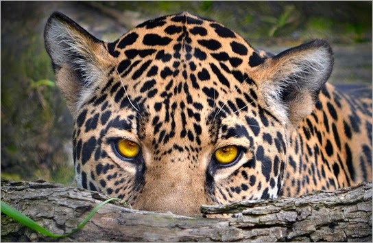 leopard-eyes-wide-wallpaper-557039