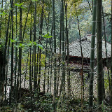 Emeishan - temple in the bambou jungle