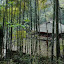 Emeishan - temple in the bambou jungle