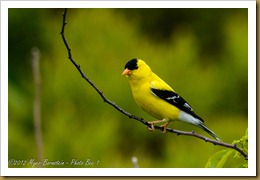 AMERICAN GOLDFINCH AMERICAN GOLDFINCH
