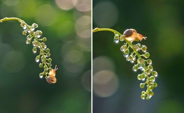 [Macro-photos-of-snails-by-vyacheslav-mishchenko-11-600x368%255B3%255D.jpg]