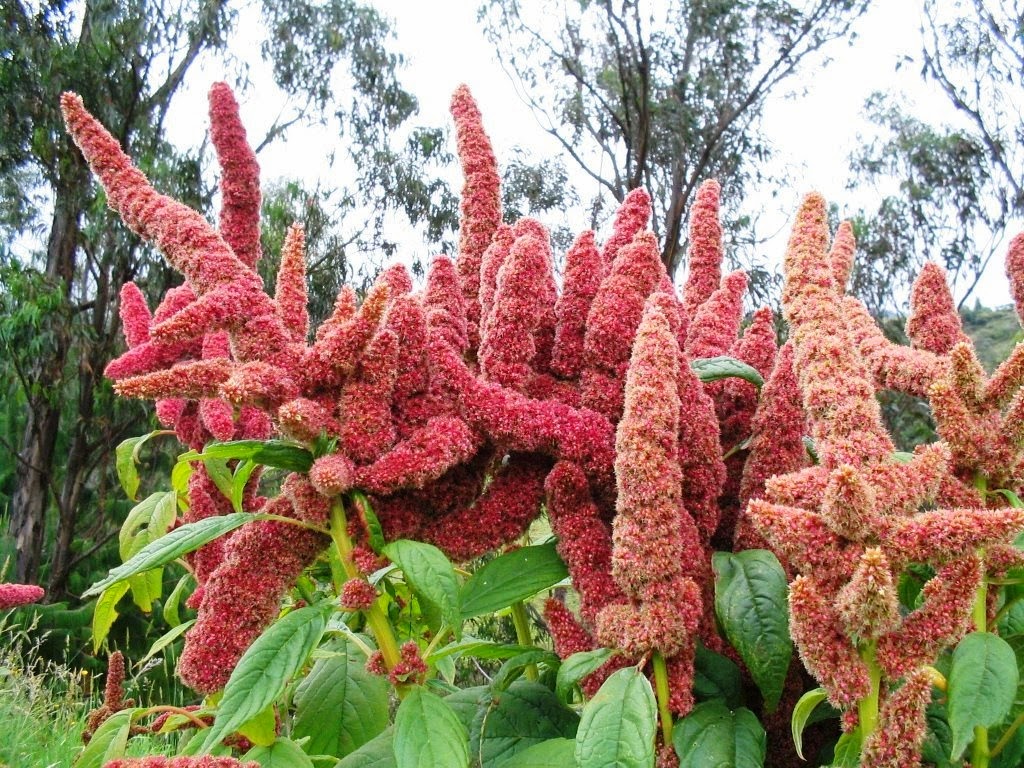 [Amaranto-Kiwicha3.jpg]