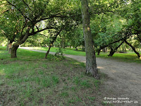 Cmentarz przy ul. Samotnej w Poznaniu