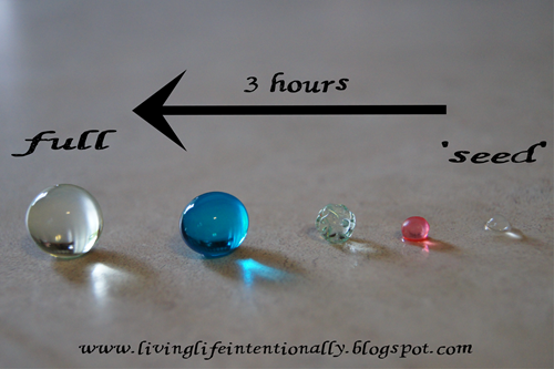 water bead experiment #2 water bead experiment #2