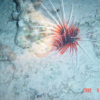 Lionfish