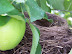 Picking Apples