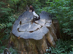 california_sequoia