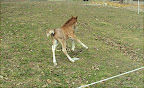 Sputnik april 2011
