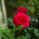 grandpas-rosegarden.png grandpas-rosegarden.png