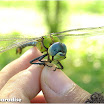 DSC04115.jpg