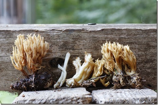 Korallen Clavariaceae