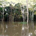 Flooded forest   #3