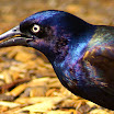 grackle closeup.jpg