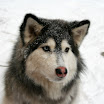 Snowy Dog! 070.JPG