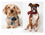 Alvin and Bella are star struck and rendered speechless by Phibbs!
(See animal details at link below blog post- The Humane Society of NY) Photo credit: Richard Phibbs