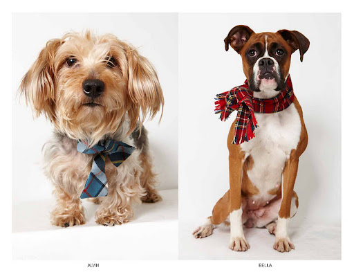 Alvin and Bella are star struck and rendered speechless by Phibbs!
(See animal details at link below blog post- The Humane Society of NY) Photo credit: Richard Phibbs Alvin and Bella are star struck and rendered speechless by Phibbs!
(See animal details at link below blog post- The Humane Society of NY) Photo credit: Richard Phibbs