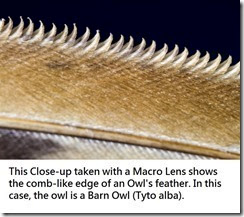 articles-Owl Physiology-Feathers-1