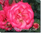 IMG_0269 IMG_0269