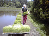 田植えの準備