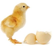 chicken-or-egg-first-hindi