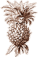 Pineapple line art