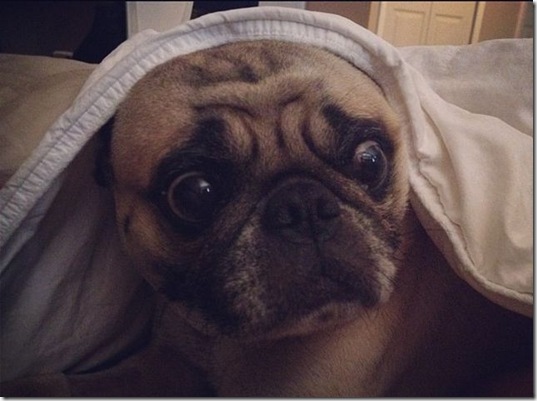 funny-animals-haha-3